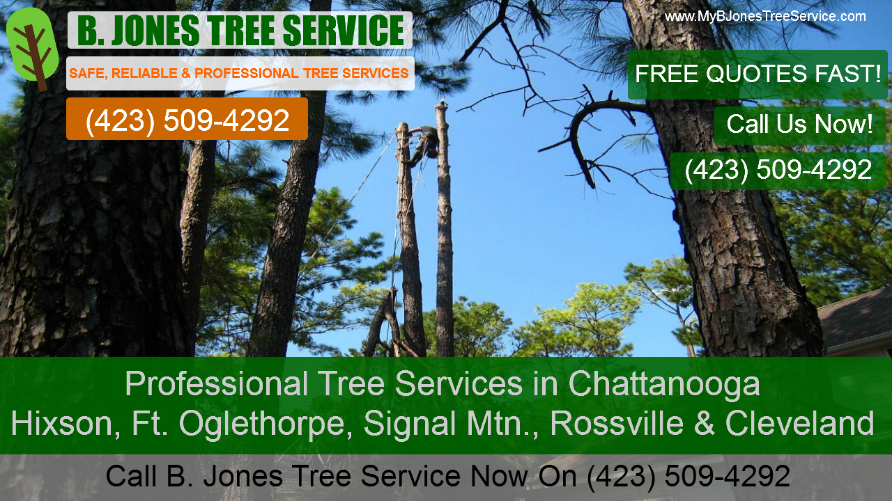 Tree Service Chattanooga TN, Hixon TN