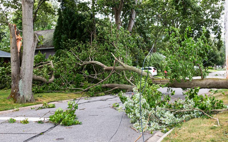 24 hour emergency tree services chattanooga removing a fallen tree across the road