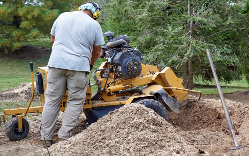 tree service worker removing and grinding a tree stump