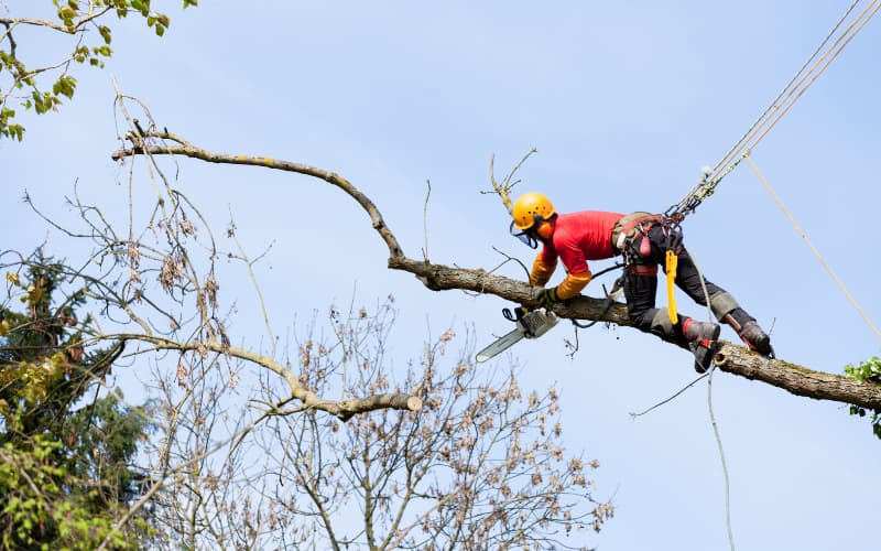 tree service guy climbing a tree branch for trimming