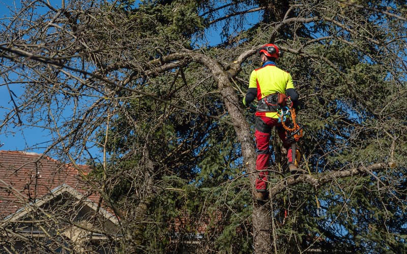 tree trimmer service working pruning a tree in chattanooga tn