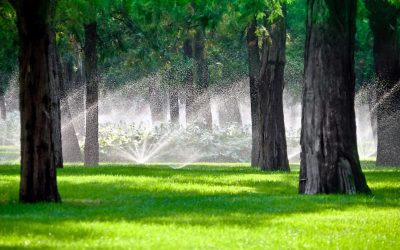 Best Watering Practices: Keeping Your Trees Healthy in Chattanooga