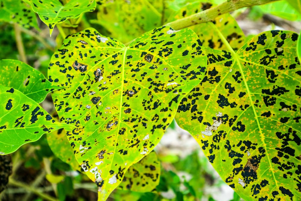 leaf blight on tree